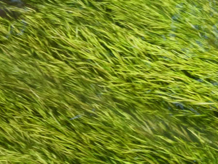 The babbling of a stream and the aquatic plants of Shigeru Kawashige are swaying along the flow.の写真素材