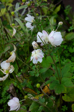 Jasmine, a beautiful white flower in a noble, brilliant and elegant gardenの写真素材