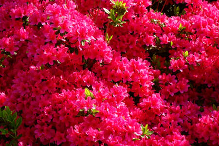 Beautiful pink flowers in a glossy and colorful azalea gardenの写真素材