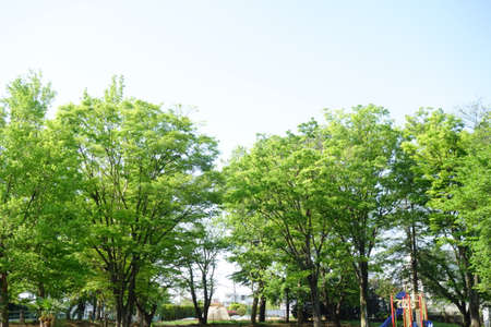 Kaoru Shinryoku, the pleasant weather in early summer makes the green park pleasantの写真素材