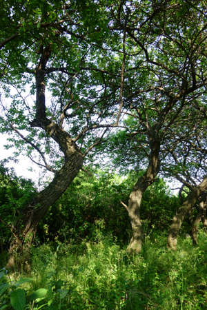 Leaves and branch patterns of untouched dense and forest treesの写真素材