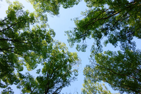 Look up, see the green leaves of the forest, the pattern of thickly growing branchesの写真素材