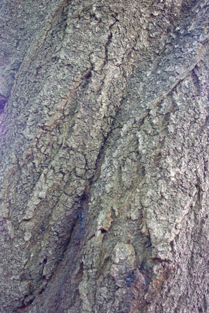 Tree trunks with moss on the bark in a forest that has been exposed to the elements for many yearsの写真素材