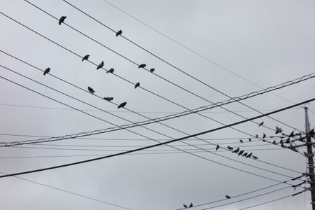 A flock of pigeons on a high-voltage line against the backdrop of a cloudy twilight skyの写真素材