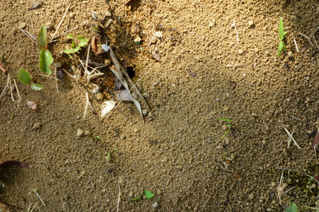 Brown soil, dry ground sand grains closeupの写真素材