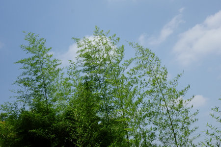 Midsummer blue sky, beautiful landscape pattern of tree townの写真素材
