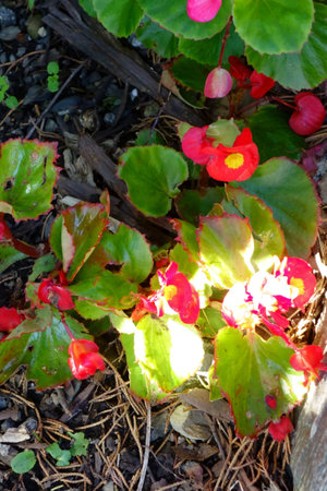 Beautiful crimson botanical shot, nature wallpaperの写真素材