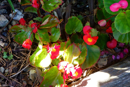 Beautiful crimson botanical shot, nature wallpaperの写真素材