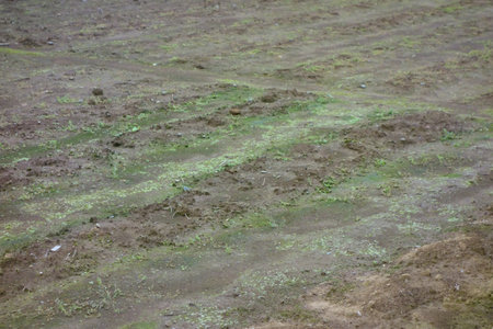Soil brown, green grass texture, barren backgroundの写真素材