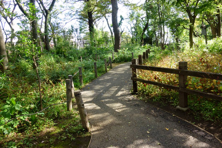 Park, lovely boardwalk through wooded suburban grovesの写真素材