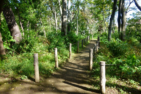 Park, lovely boardwalk through wooded suburban grovesの写真素材