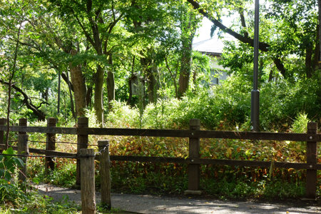 Park, lovely boardwalk through wooded suburban grovesの写真素材