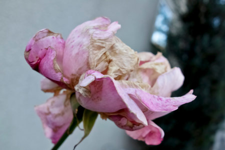 Gorgeous withered decadent beauty, beautiful pink single flower, roseの写真素材