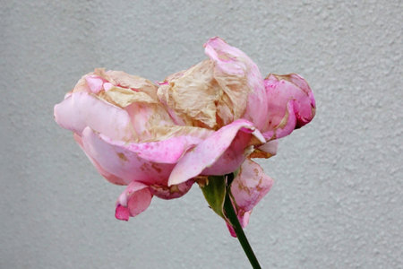 Gorgeous withered decadent beauty, beautiful pink single flower, roseの写真素材