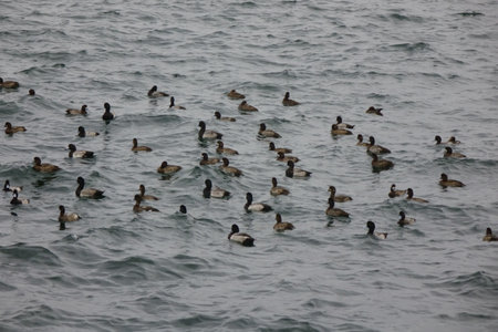 Patterns of seabirds drifting in a flock on the sea where the cold wind blowsの写真素材