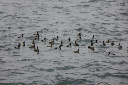 Patterns of seabirds drifting in a flock on the sea where the cold wind blowsの写真素材
