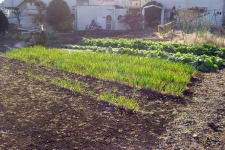 Early morning farm, green cabbage and leeks growing in the gardenの写真素材