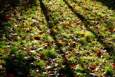 Early morning park, autumn leaves in the park where the lawn is dazzling in the morning sunの写真素材