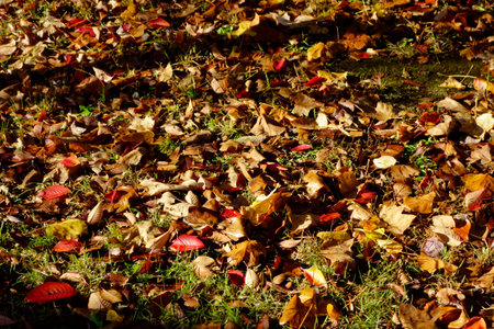 Early morning park, autumn leaves in the park where the lawn is dazzling in the morning sunの写真素材