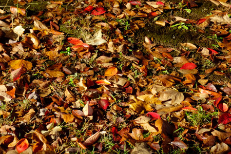 Early morning park, autumn leaves in the park where the lawn is dazzling in the morning sunの写真素材