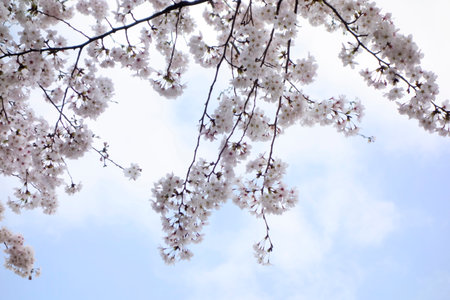 Beautiful spring flowers in the gorgeous garden, pink cherry blossomsの写真素材