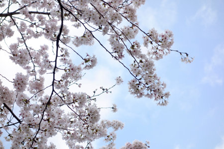 Beautiful spring flowers in the gorgeous garden, pink cherry blossomsの写真素材