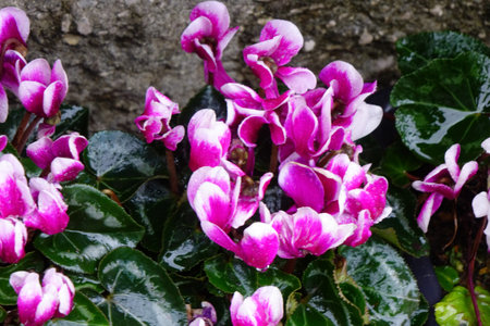 Colorful flower arrangement with water drops, raindrops, drops and well-kept flower bedsの写真素材