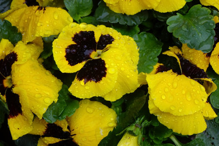 Colorful flower arrangement with water drops, raindrops, drops and well-kept flower bedsの写真素材