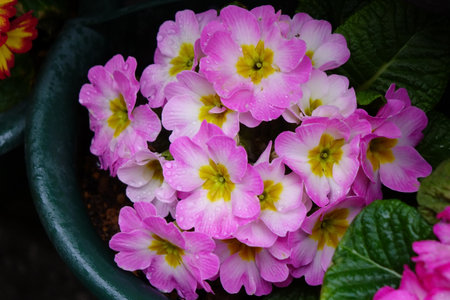 Colorful flower arrangement with water drops, raindrops, drops and well-kept flower beds