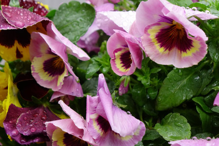 Colorful flower arrangement with water drops, raindrops, drops and well-kept flower bedsの写真素材