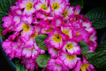 Colorful flower arrangement with water drops, raindrops, drops and well-kept flower bedsの写真素材