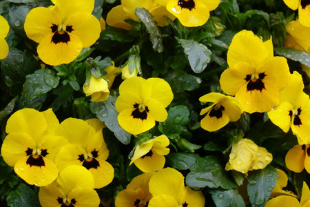 Colorful flower arrangement with water drops, raindrops, drops and well-kept flower bedsの写真素材
