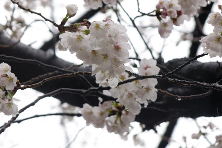 Gorgeous pink cherry blossoms, the petals wet with raindrops under the rainy sky are elegant, gorgeous, and adorable.の写真素材