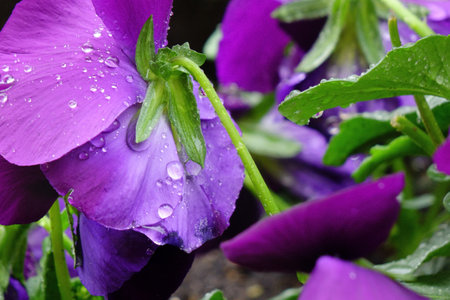 Water droplets, the grace of pansies wet with raindrops, and pretty purple petalsの写真素材