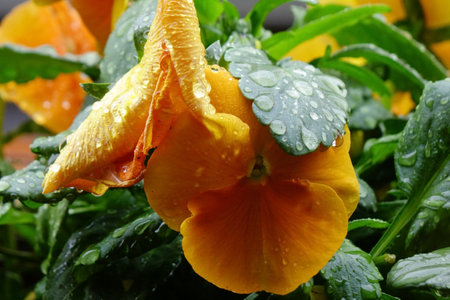 Water droplets, the grace of pansies wet with raindrops, and pretty yellow petalsの写真素材