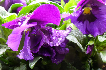 Water droplets, the grace of pansies wet with raindrops, and pretty purple petalsの写真素材