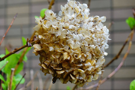 Close-up shot of withered minazuki, a beautiful flower in the garden
