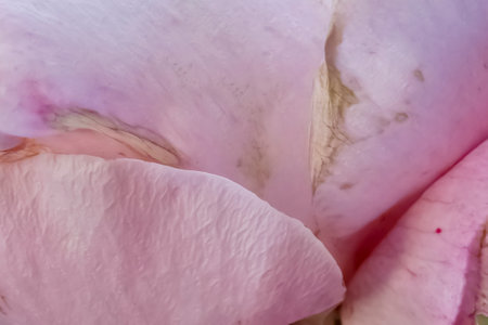 Partial close-up art photo of fantastic decayed pink petalsの写真素材