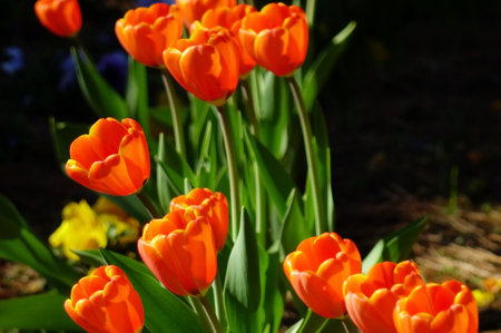 Colorful flower arrangement, red, yellow, purple and pink tulips blowing in the windの写真素材