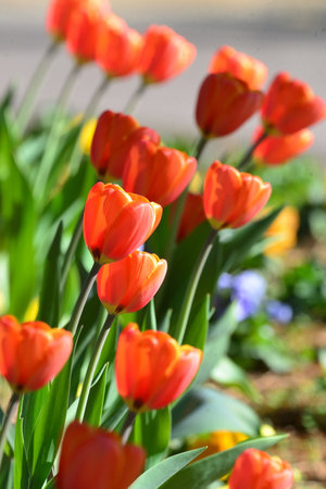 Colorful flower arrangement, red, yellow, purple and pink tulips blowing in the windの写真素材