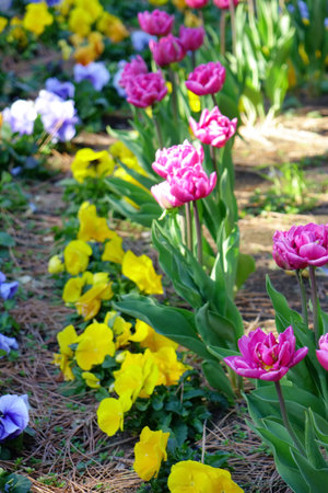 Colorful flower arrangement, red, yellow, purple and pink tulips blowing in the windの写真素材