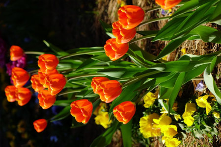 Colorful flower arrangement, red, yellow, purple and pink tulips blowing in the windの写真素材