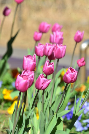 Colorful flower arrangement, red, yellow, purple and pink tulips blowing in the windの写真素材