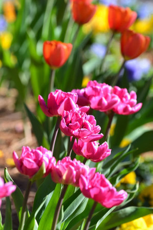 Colorful flower arrangement, red, yellow, purple and pink tulips blowing in the windの写真素材