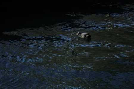 Waterfowl play in a quiet wave