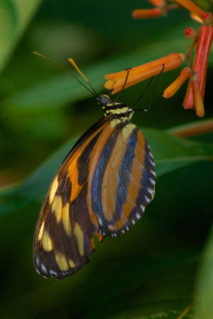 butterfly eatingの写真素材