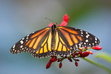 Monarch Butterfly on flowerの写真素材