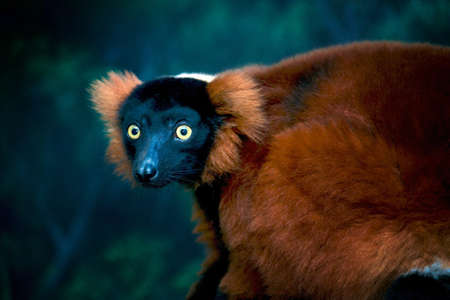 Red Ruffed Lemurの写真素材