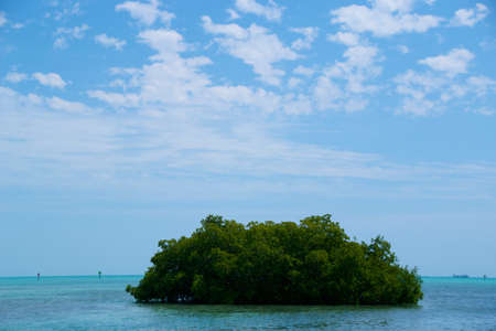 A beautiful, lush, green island off the coast of Key Westの写真素材