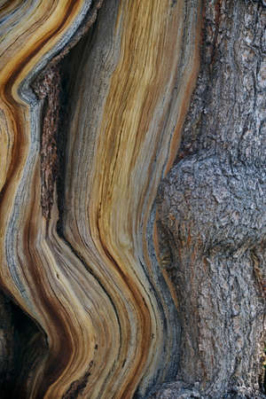 bark contrast on a beautiful bristlecone pine treeの写真素材